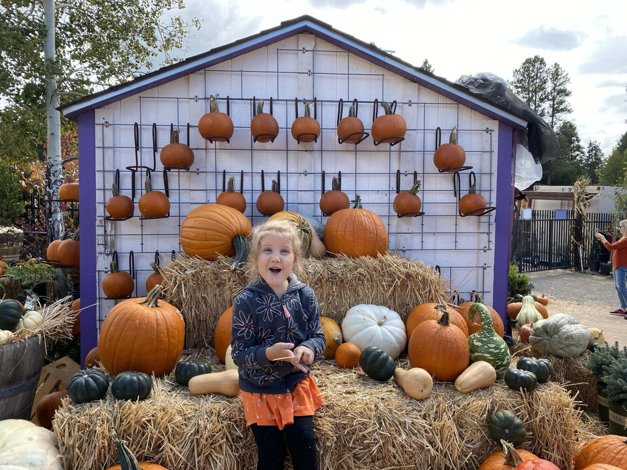 Viola’s Pumpkin Patch in Flagstaff Phoenix With Kids