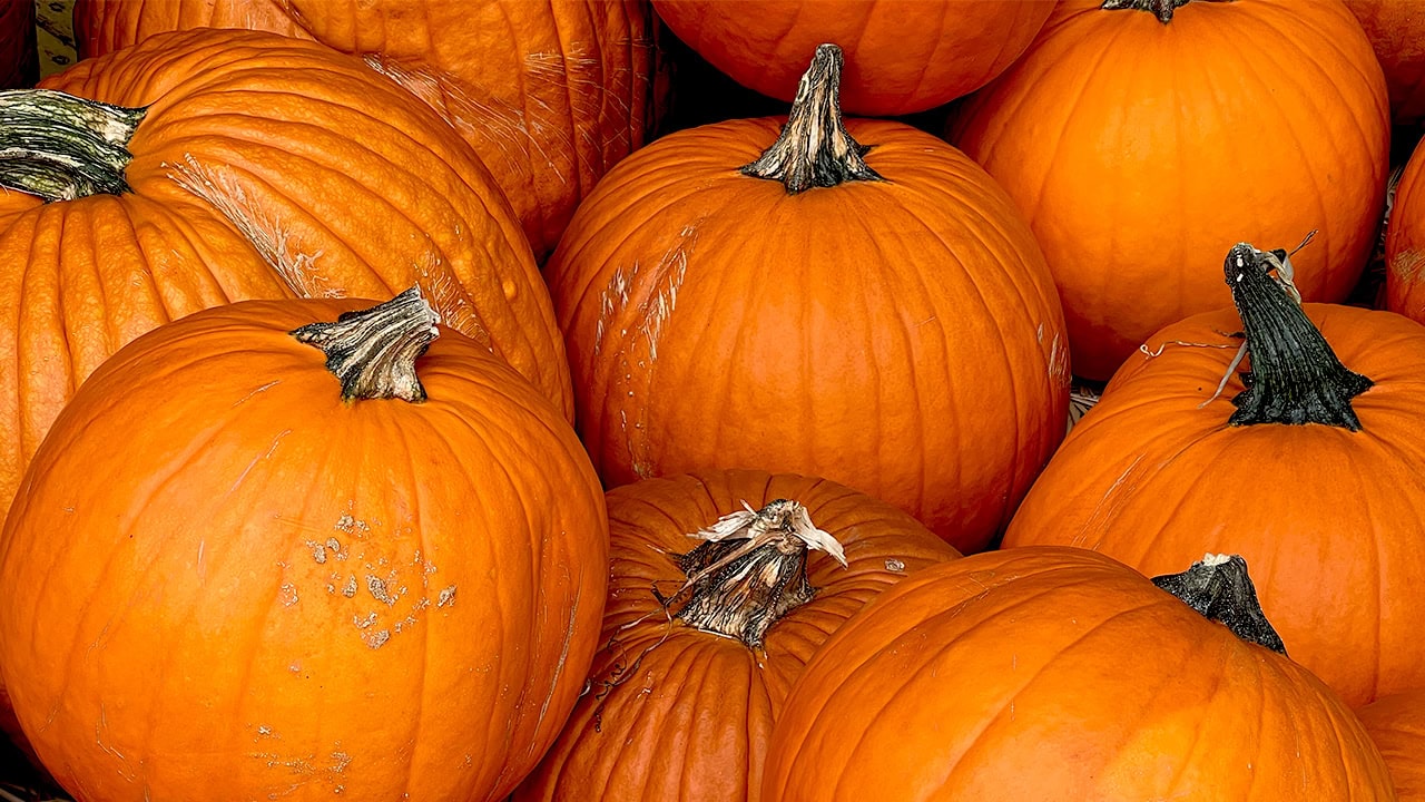 Guide to Every Arizona Pumpkin Patch Released by Phoenix With Kids